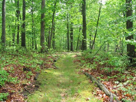 Path at Bhavana Society